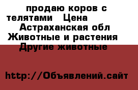 продаю коров с телятами › Цена ­ 55 000 - Астраханская обл. Животные и растения » Другие животные   